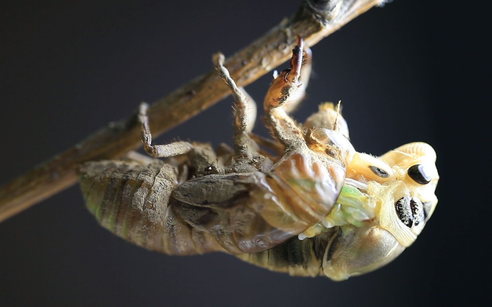 雌性黑蚱蝉羽化第1阶段(2013年6月28日拍摄)_哔哩哔哩_bilibili