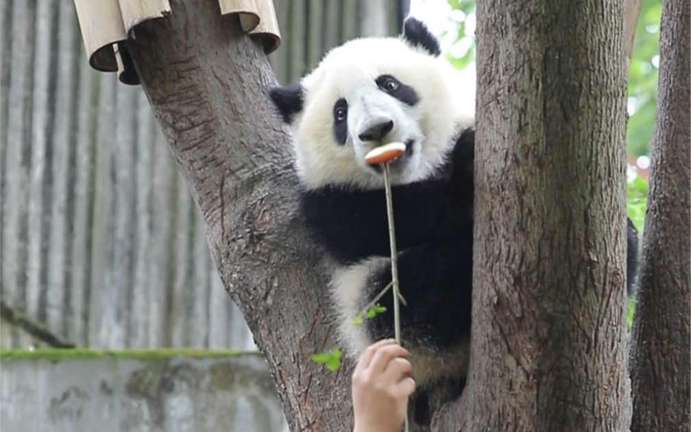 【大熊猫和叶】210523基地月亮,lai爸!窝不回切!窝要继续学习!