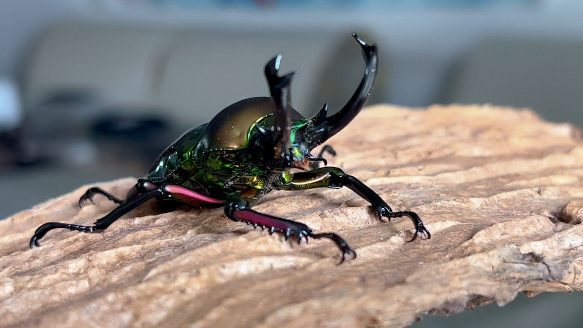 活动  彩虹锹甲乖的像个标本