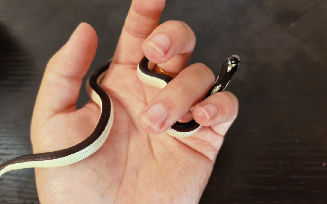 黑背加州王蛇,开箱视频!今天到了一对,看看品相.快快长大!