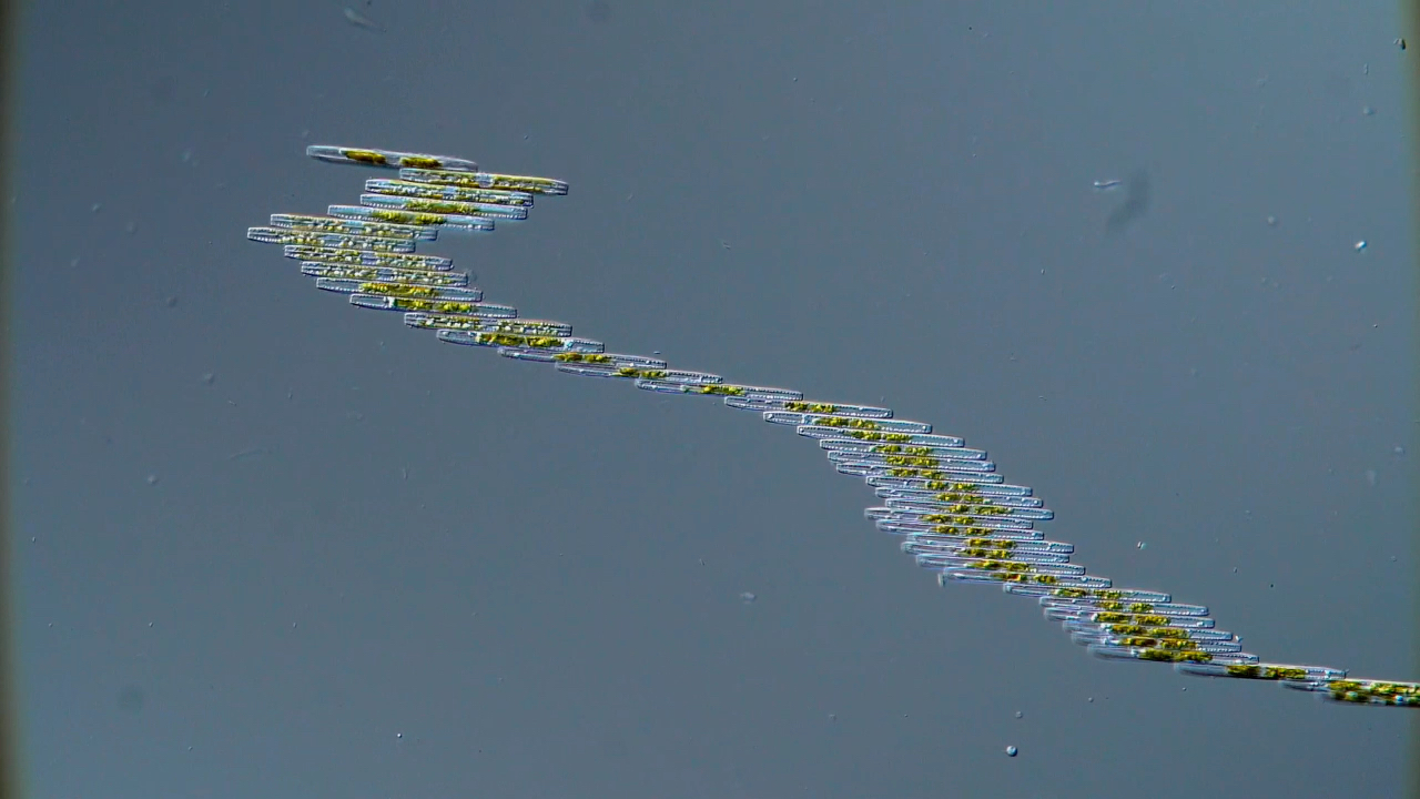 奇异棍形藻_哔哩哔哩_bilibili