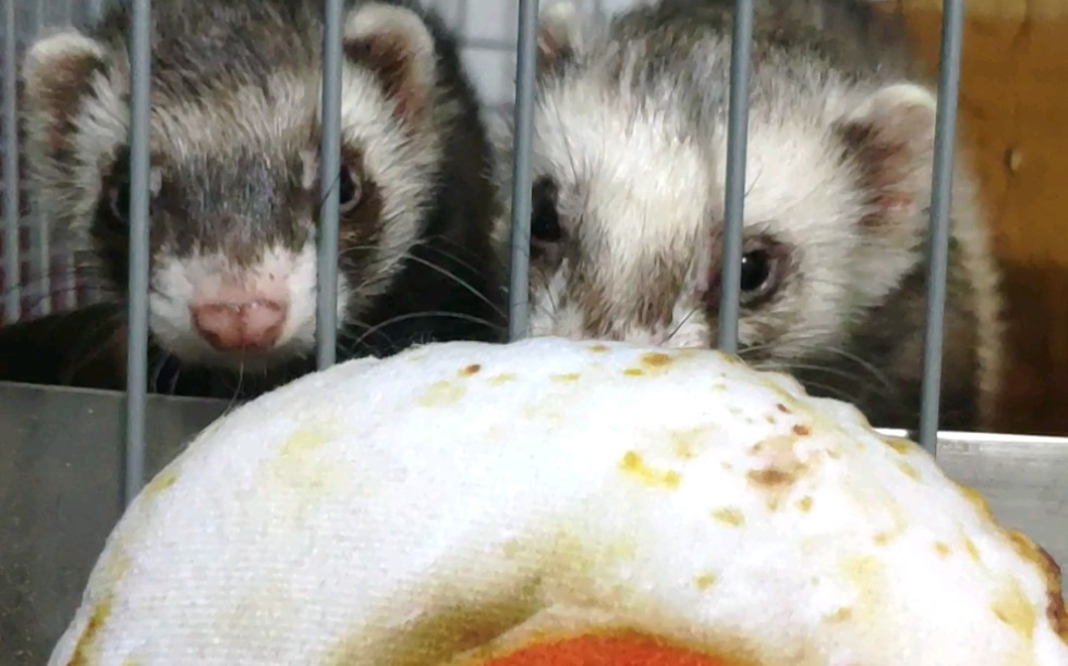 宠物雪貂傻貂要吃煎蛋吗ω嘿