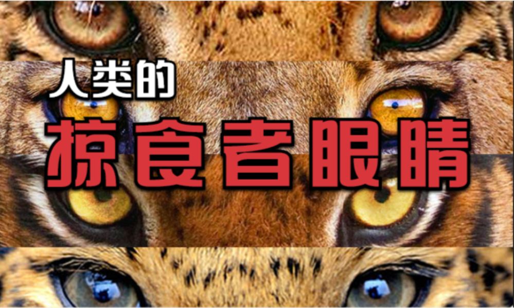 了解掠食者瞳孔|没有尖牙利爪的人类为何拥有一双掠食者眼睛|老丁说