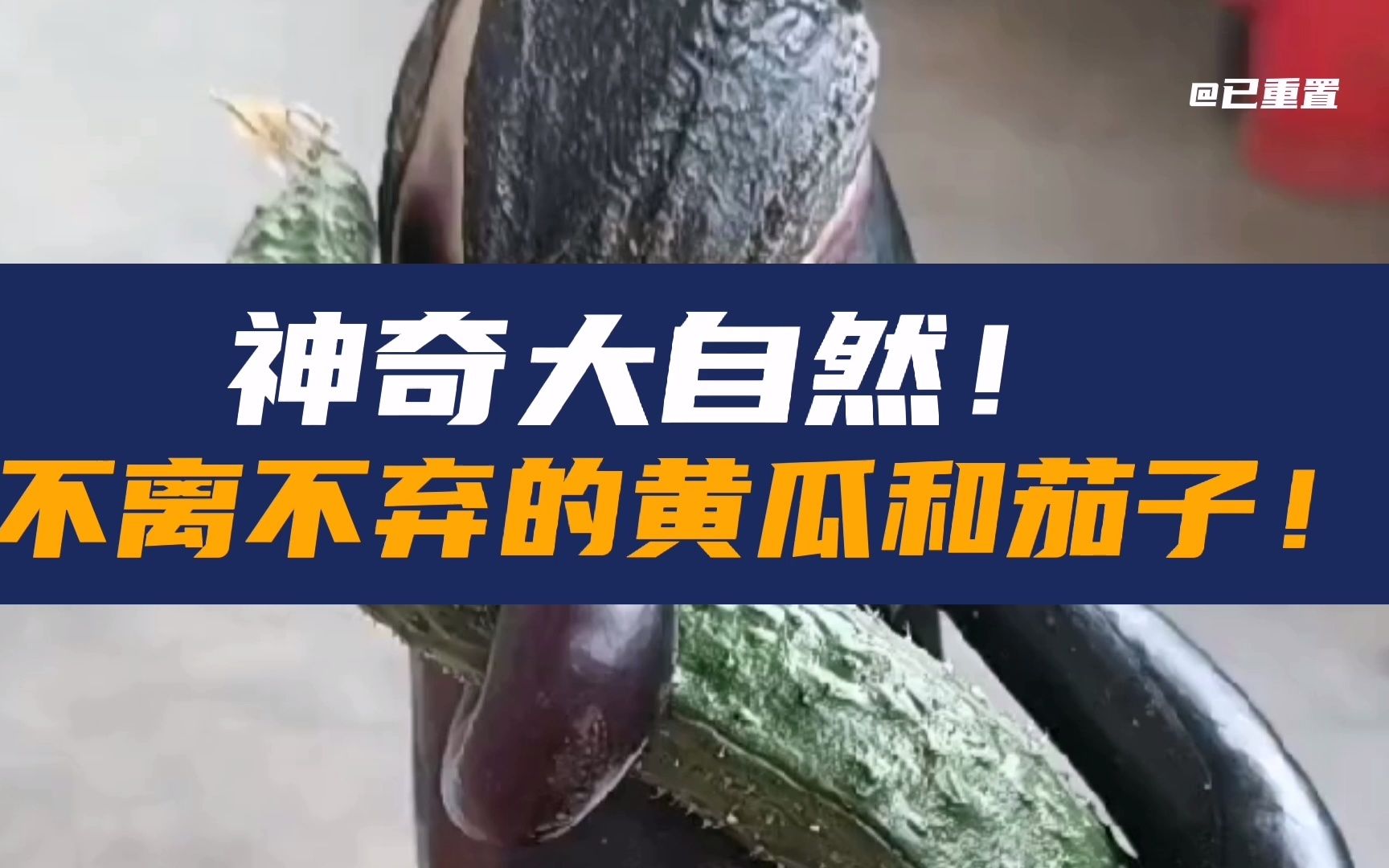 不离不弃的黄瓜和茄子神奇大自然