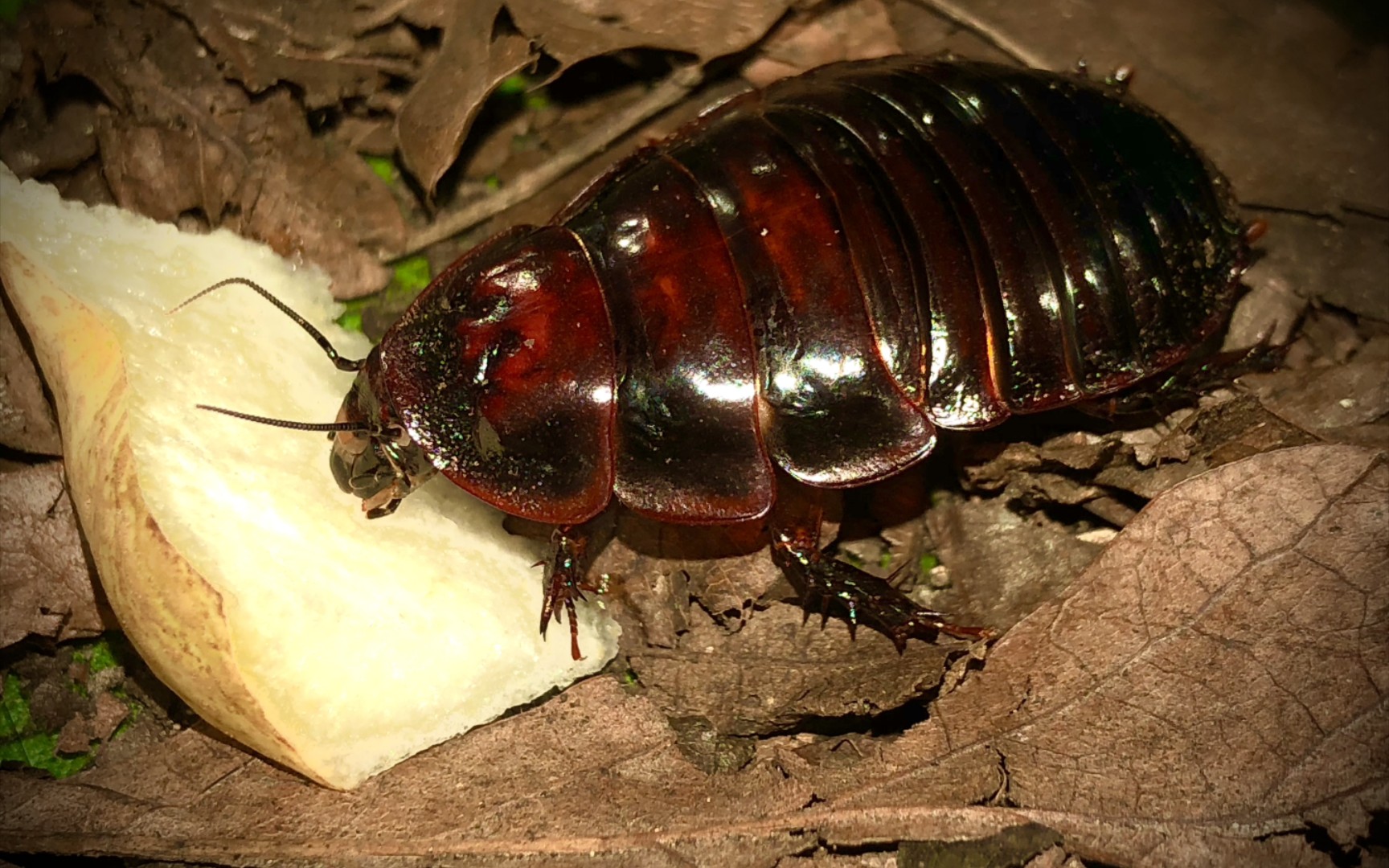 犀牛蟑螂吃梨【4k60帧】_哔哩哔哩_bilibili