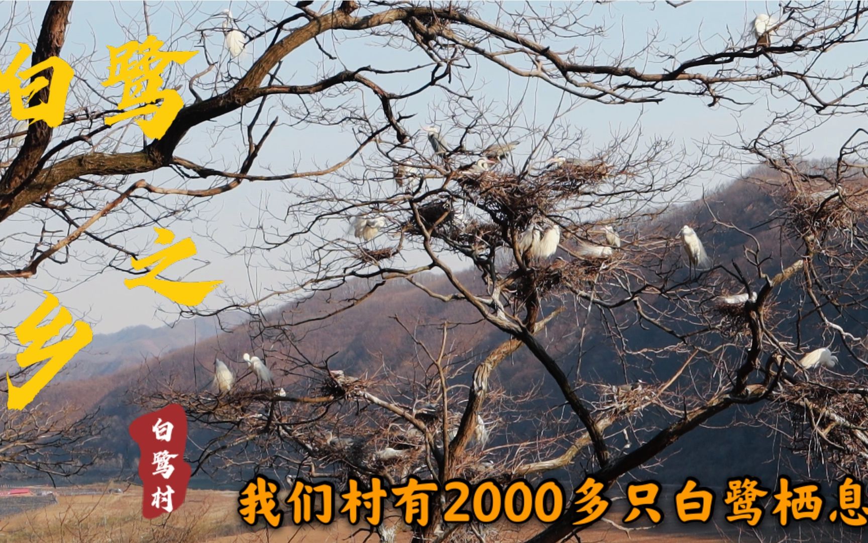 东北初春2000多只白鹭准时归来 搭窝孵蛋 白鹭村因此得名游客也多哔哩哔哩bilibili