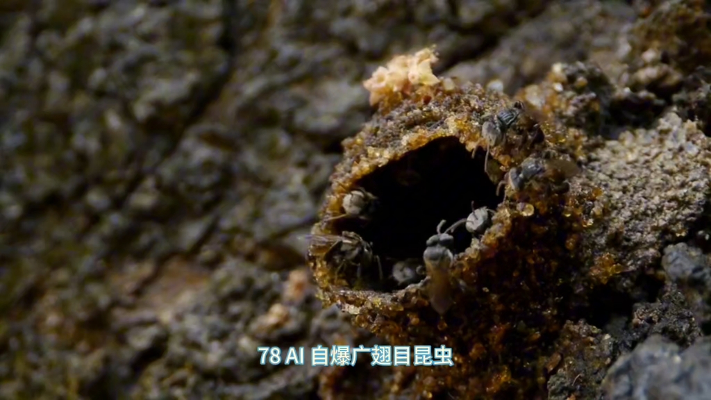 100种ai自爆仿生昆虫机械体,中英文对照(ai编辑)第二部分