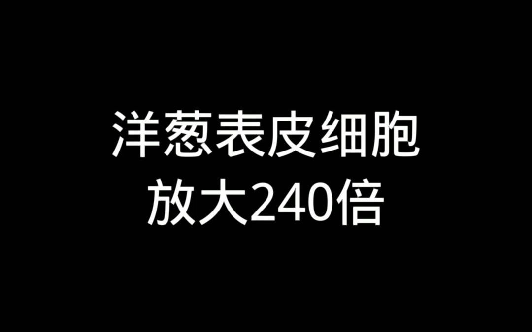 显微镜下将洋葱表皮细胞放大240倍哔哩哔哩bilibili