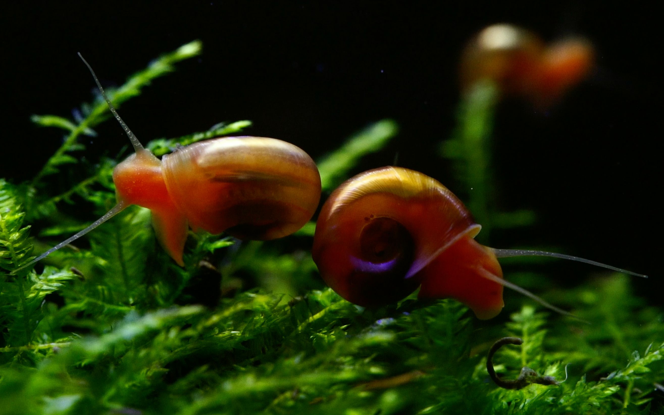 【草缸】苹果螺桌面微缸