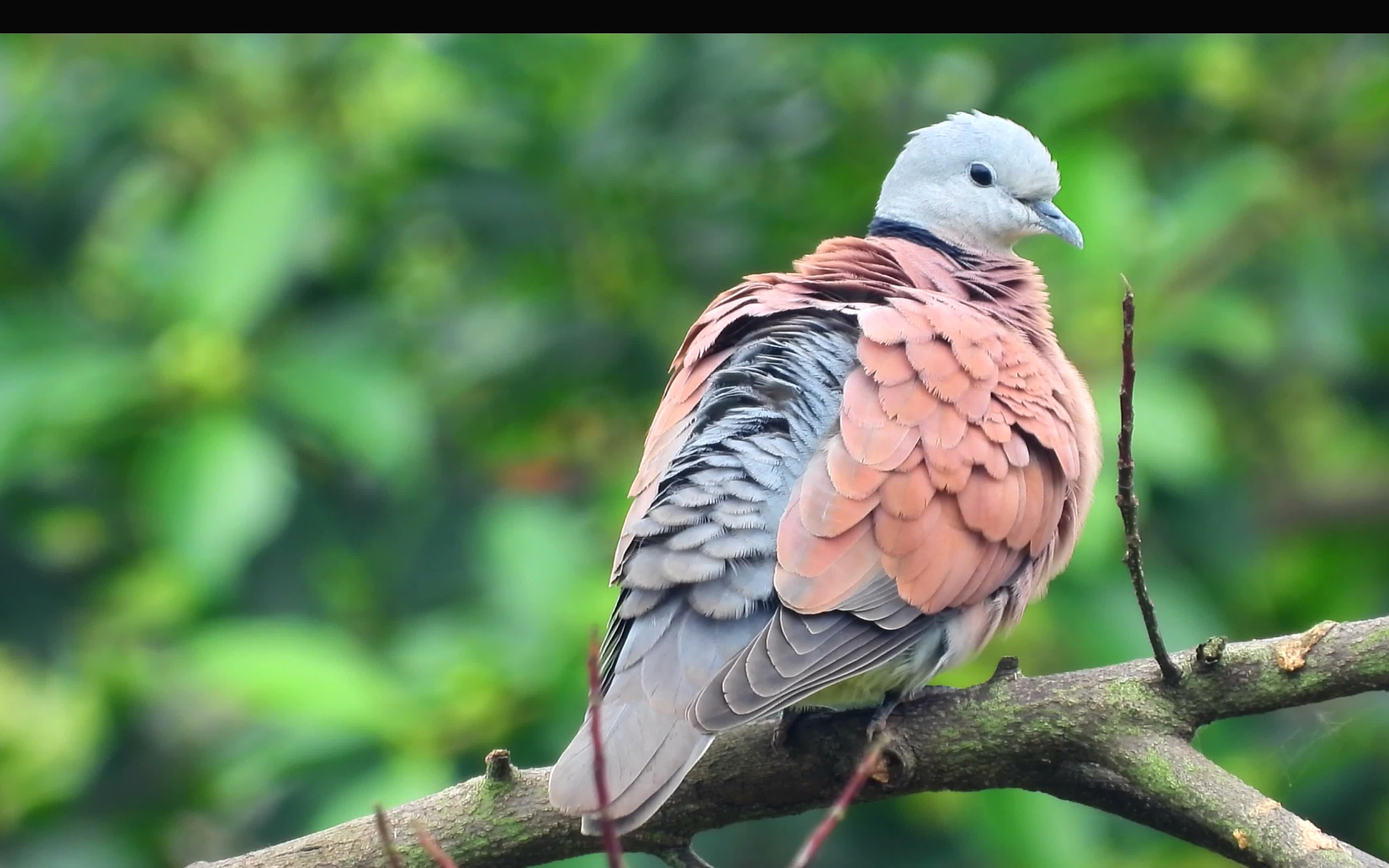 难得一见的火斑鸠公鸟梳妆,大自然的蛙鸣鸟叫声真好听