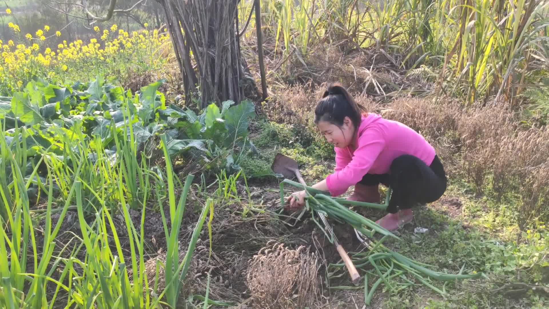 为了做湘菜剁椒鱼头,翠花到爷爷土里偷葱黄,结果摔一屁股,搞笑哔哩哔哩bilibili