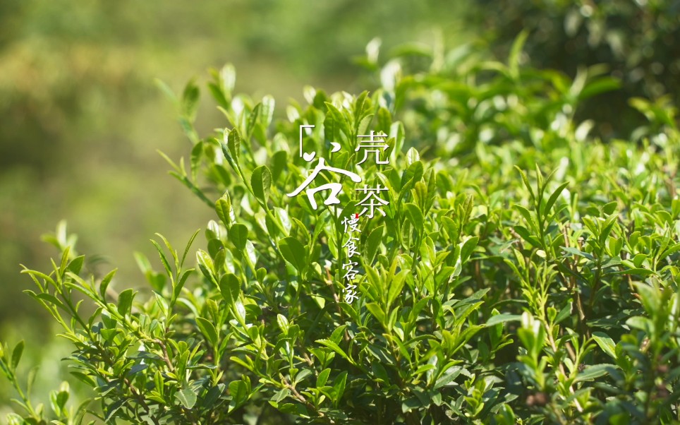 [图]春日采茶记 | 变身茶农 去梅州清凉山采最古老绿茶品种谷壳茶 看手工炒茶