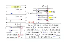 Download Video: 必看！PCR扩增过程、引物选择、引物设计、引物数量计算、原理、高考题全解 PCR技术获取目的基因  2024高考生物考前必看