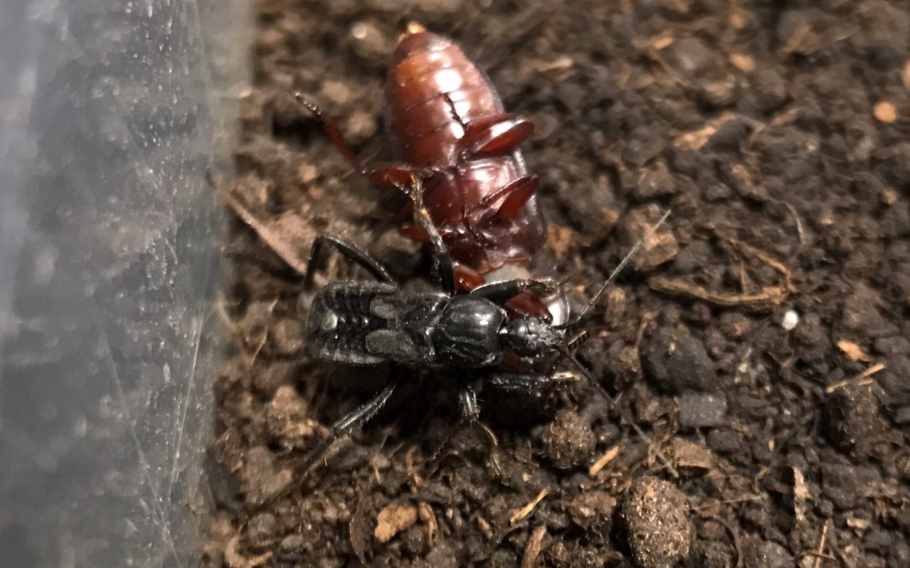 【茶褐盗猎蝽】成虫&若虫秒杀超体型面包虫成虫