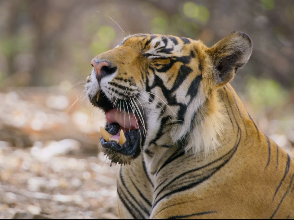 老虎:葱动,是要进动物园上班的