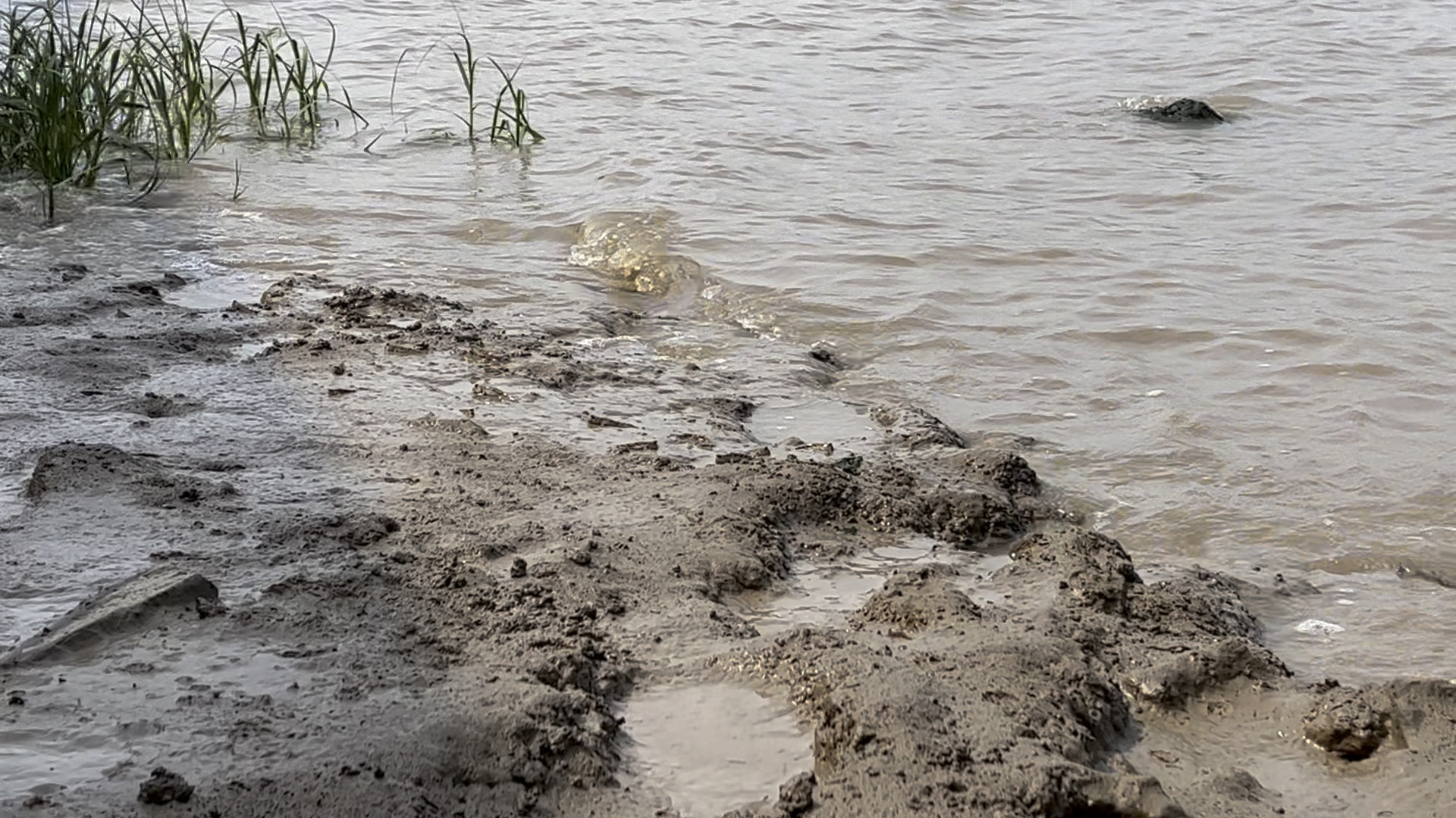 昨天下午在江边拍的大鳍弹涂鱼