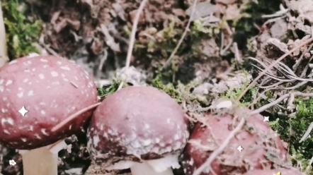 [图]雨后森林里采蘑菇