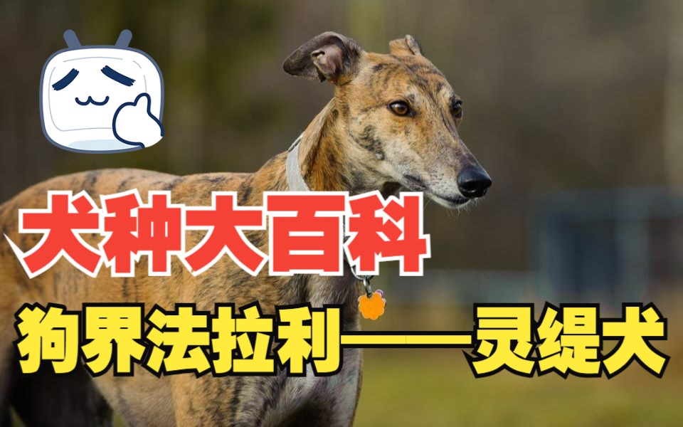 【犬种大百科】狗界法拉利——灵缇犬哔哩哔哩bilibili