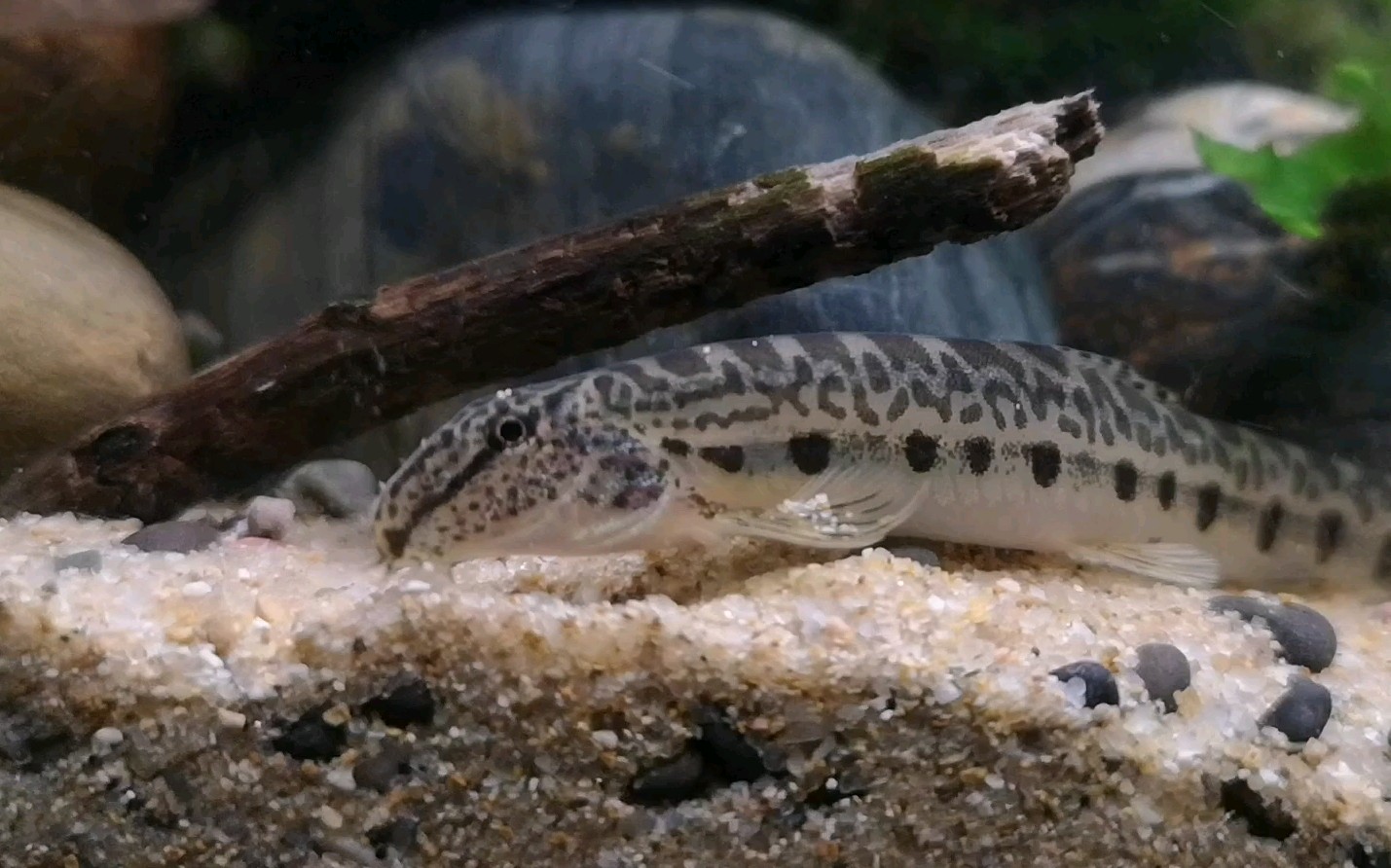 宿舍原生缸03中华花鳅翻砂寻找食物