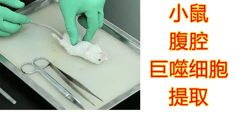 实验】差速离心法分离细胞核与线粒体_哔哩哔哩_bilibili