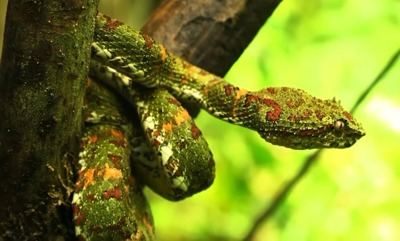 许氏棕榈蝮 睫角棕榈蝮("圣诞树"花色) bothriechis schlegelii (yt