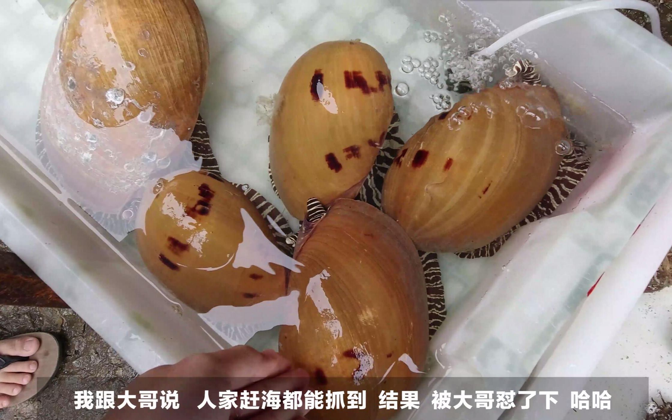 我跟海南渔民说,赶海视频里经常能看到岸边抓椰子螺,结果被怼?