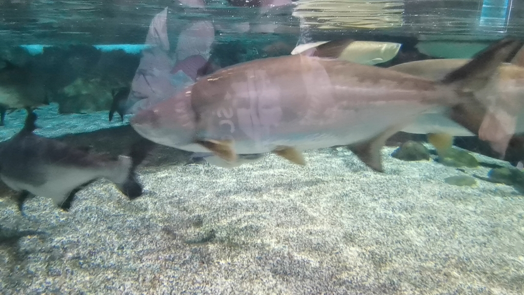 北京海洋館之大海鰱和巴沙魚