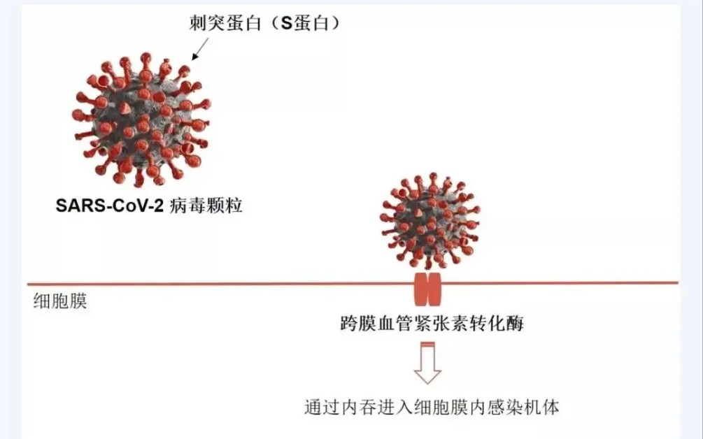 新冠病毒痊愈后二次感染,群体免疫无效?