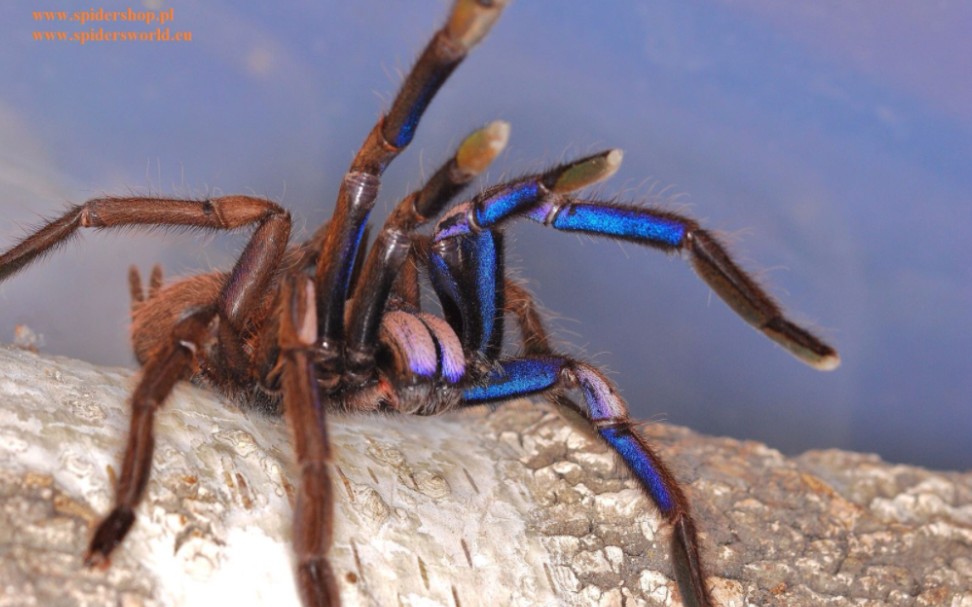 泰国电光蓝缨毛:蓝色系蜘蛛的福音