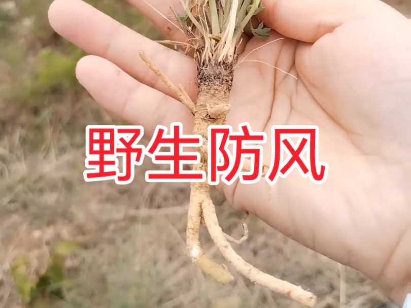 进山偶遇野生防风,又名屏风,野防风根头处有一圈圈密集的环纹,俗称蚯蚓头,环纹上有棕褐色毛状残存叶基,根灰棕色粗糙有纵皱纹,体轻 质松易折断,...