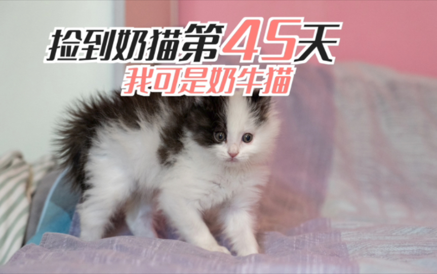 捡到小奶猫的第45天,拉了个表情包哦耶哔哩哔哩bilibili