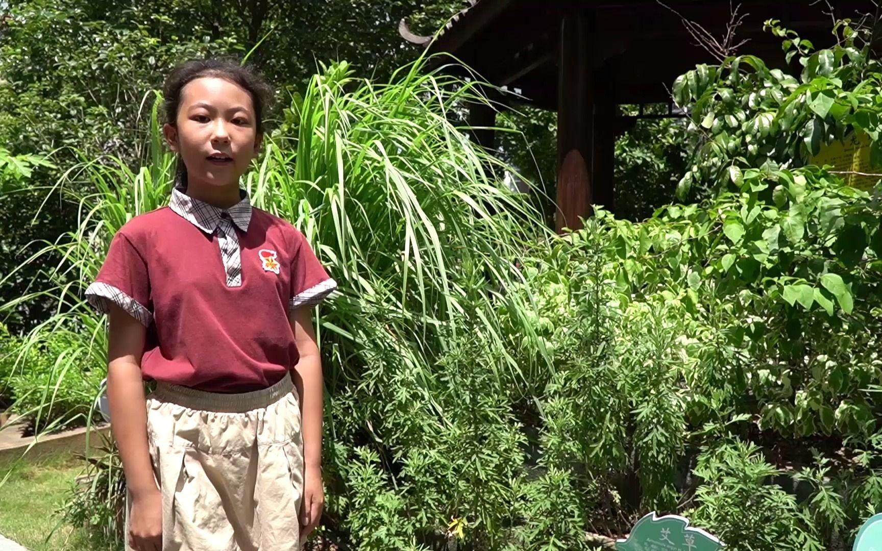 王嫣然介绍艾草