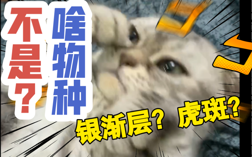 我的猫到底是个什么物种.银渐层?虎斑?美短?哔哩哔哩bilibili