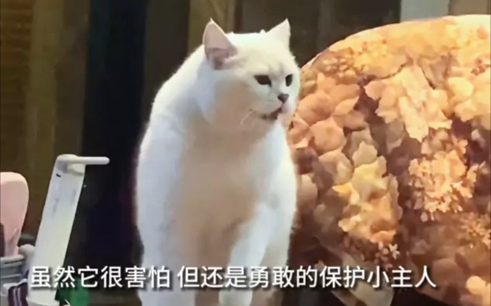 猫咪也会护主,盘点那些护主猫咪!!哔哩哔哩bilibili