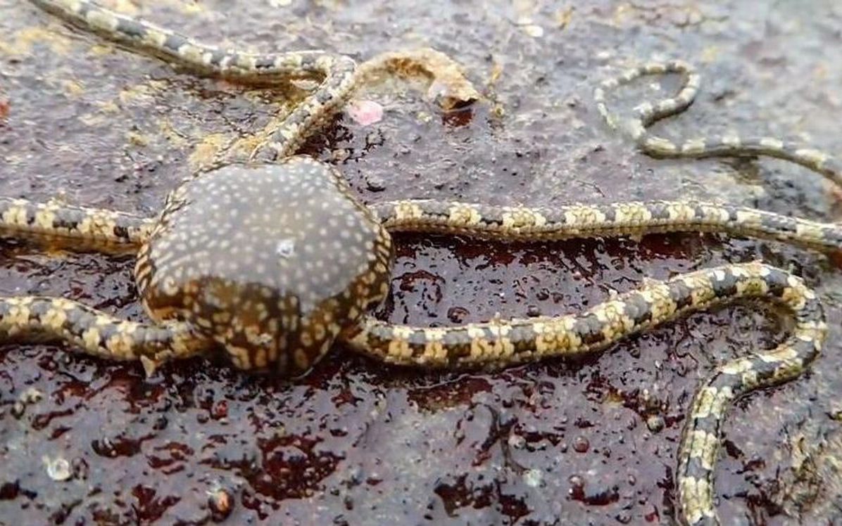 沙滩上发现奇异生物既像海星又像蛇有人知道这是什么能吃吗