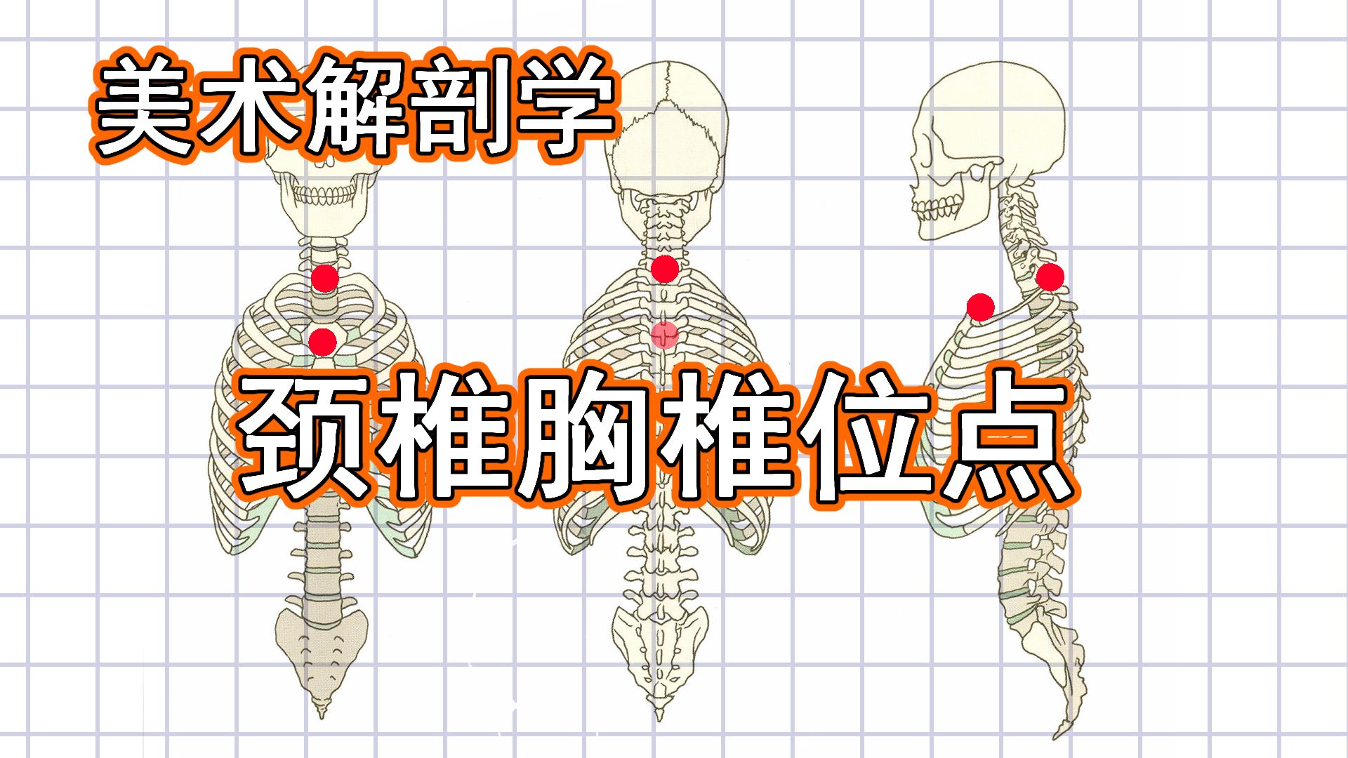 美术解剖学-38附-找颈椎胸椎位点