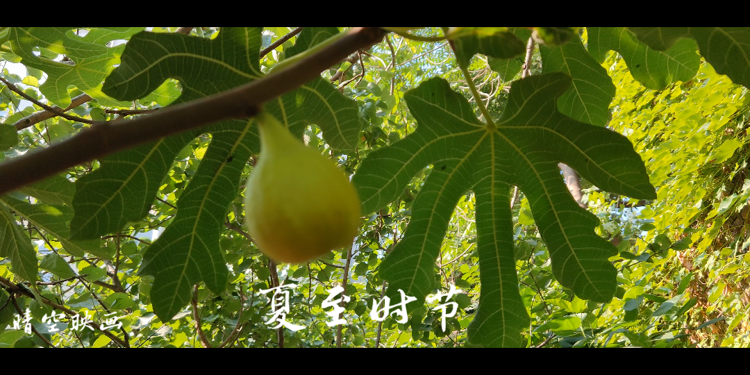 [图]夏至：瓜果飘香的季节《美味佳品•无花果》