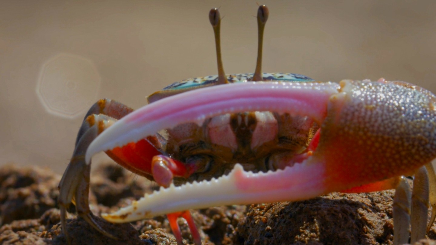 拥有麒麟臂的招潮蟹