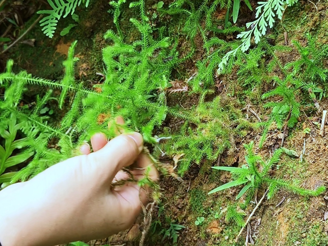 伸筋草根图片