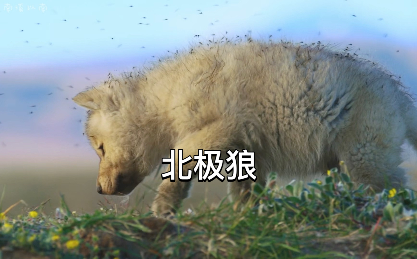 如果在死亡前面出现奇迹降临，那奇迹的本身就是母亲。这是一场神奇的生死营救