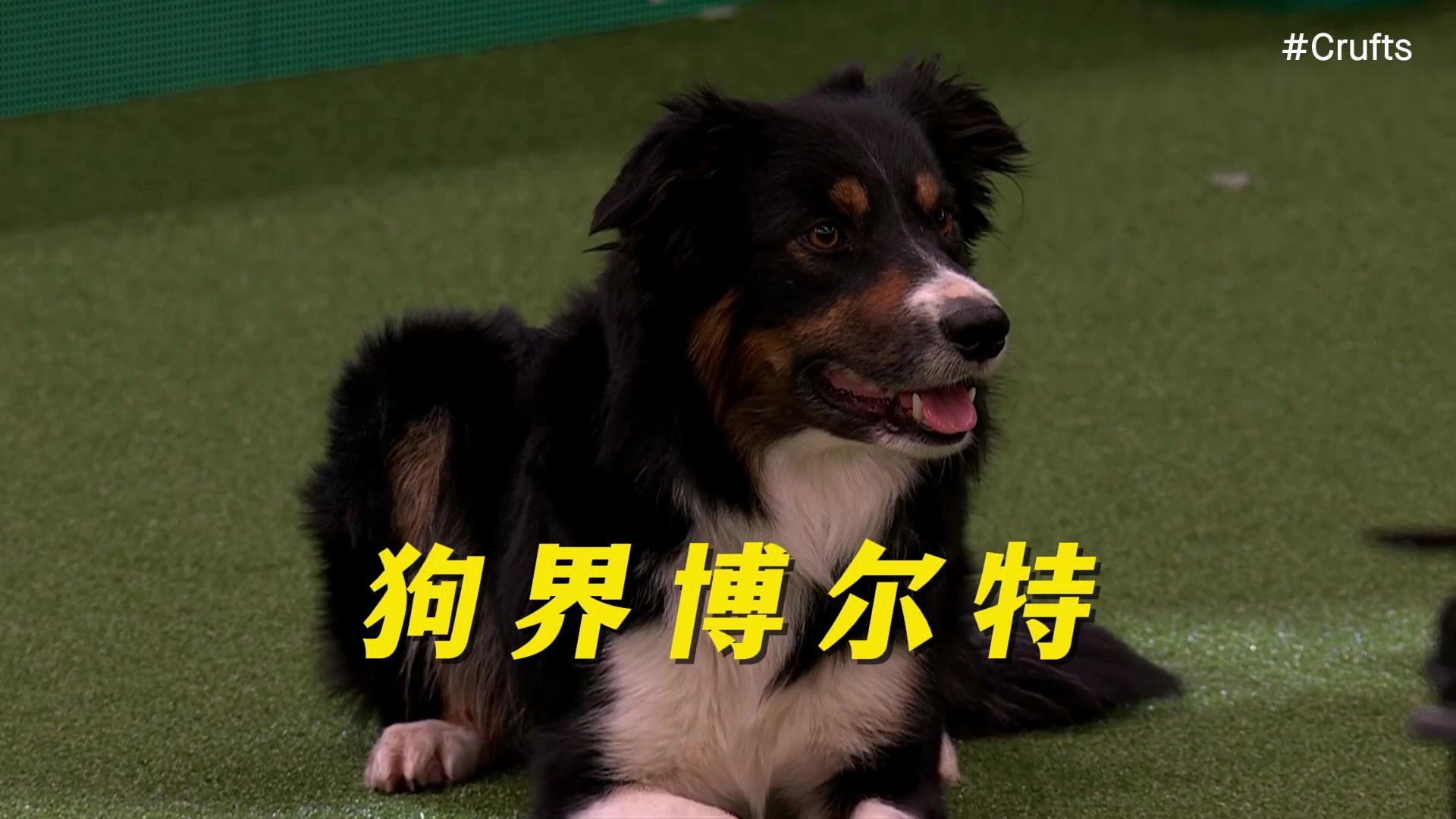 狗界博尔特,这招回头望月够你们学一阵了!