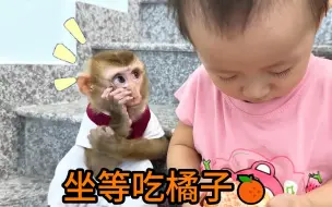 Descargar video: 小猴子跟妹妹偷橘子吃，妹妹剥橘子剥了半小时，等的小猴子都哭了