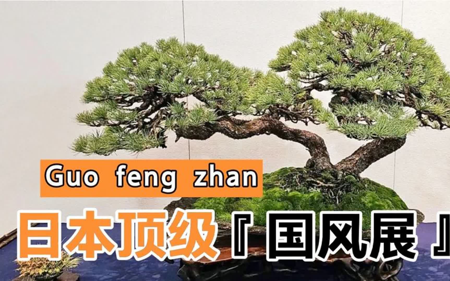 正月初五,带你去逛2024年日本最顶级的盆景展—第98届国风盆栽展哔哩哔哩bilibili