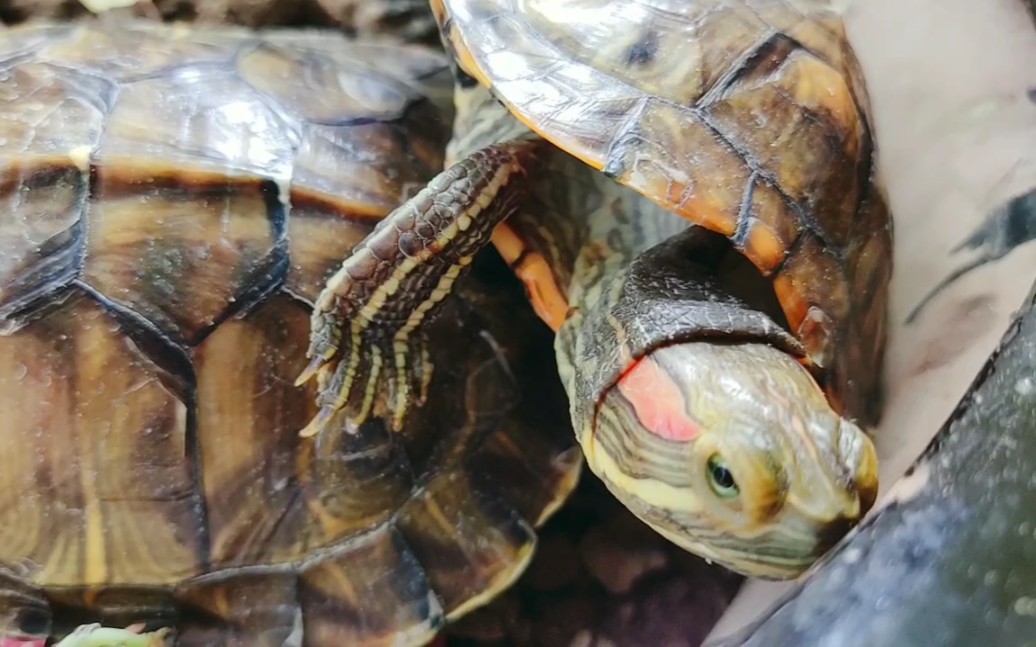74一只挂树枝上的小绿龟 74一只活泼想要出逃的巴西龟