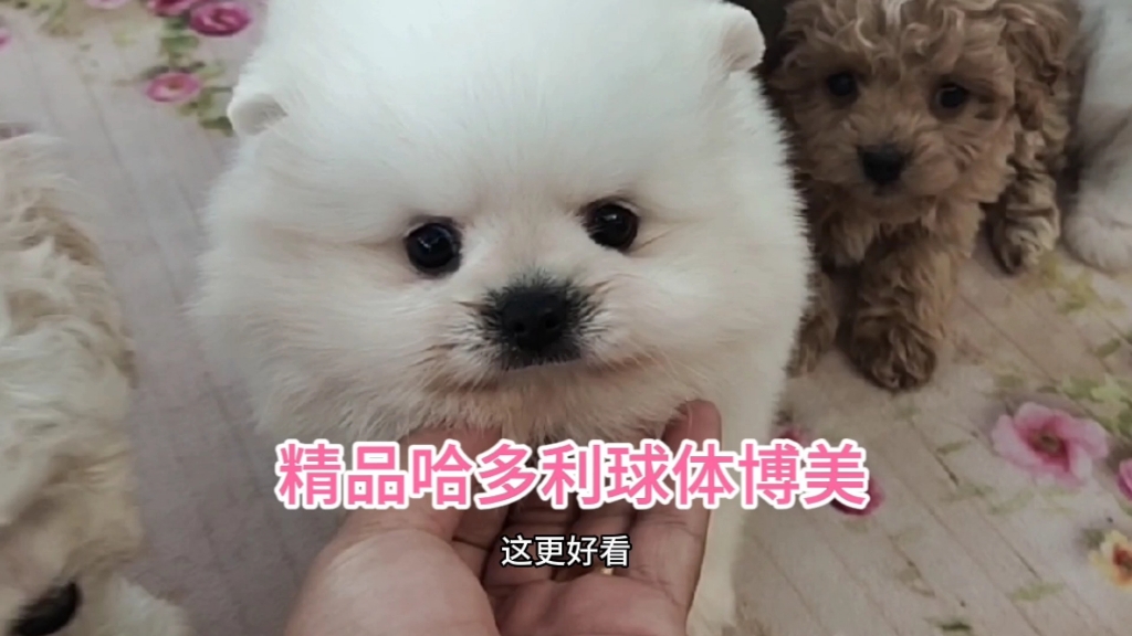 农村宠物市场里的精品,哈多利球体爆毛博美,胖嘟嘟的像个小雪球