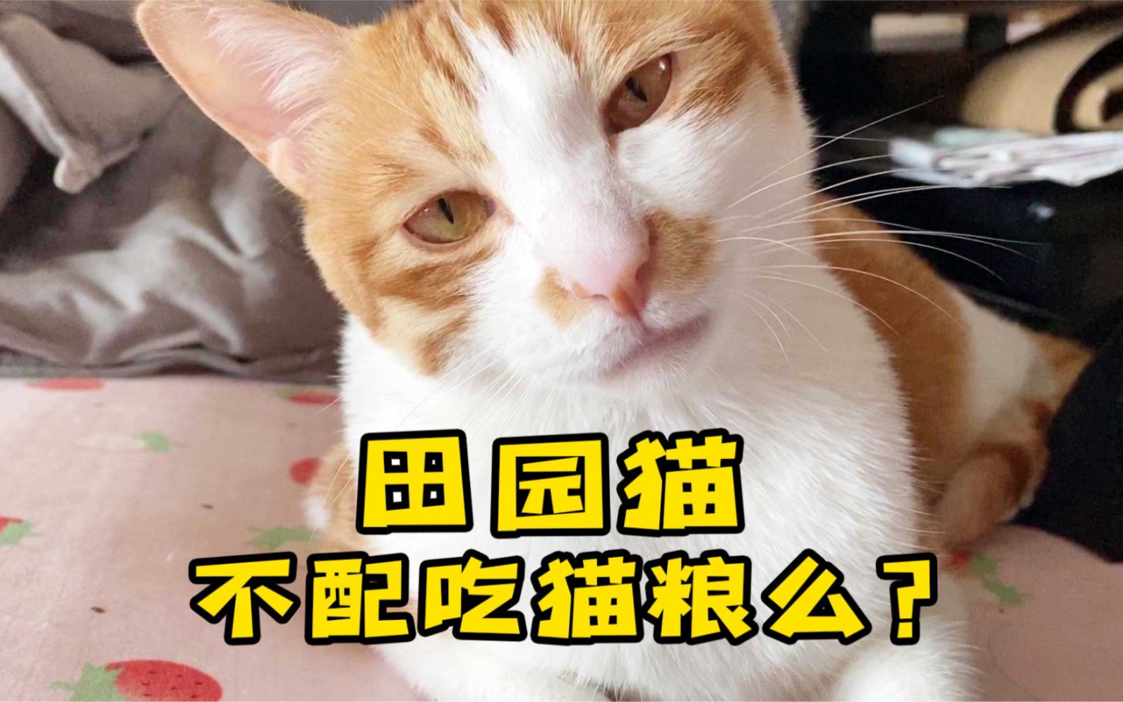 那土猫应该吃什么