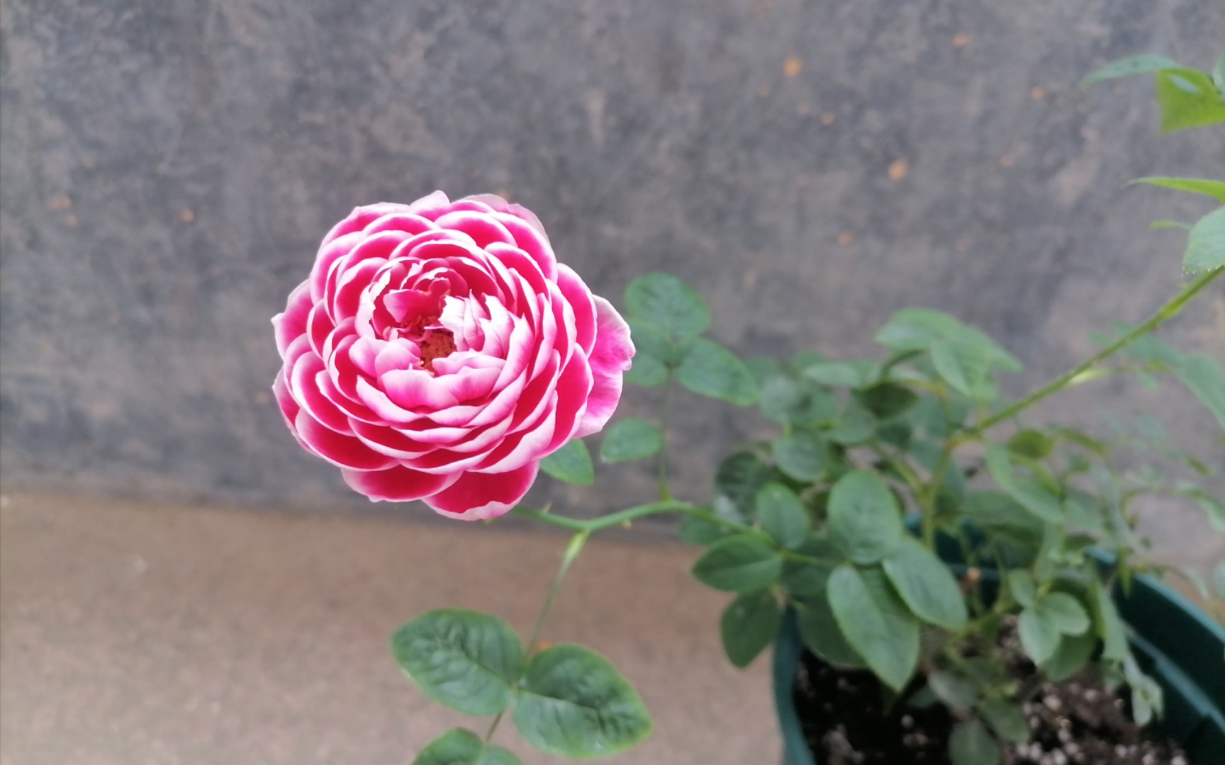 活动  【月季】日本玛丽