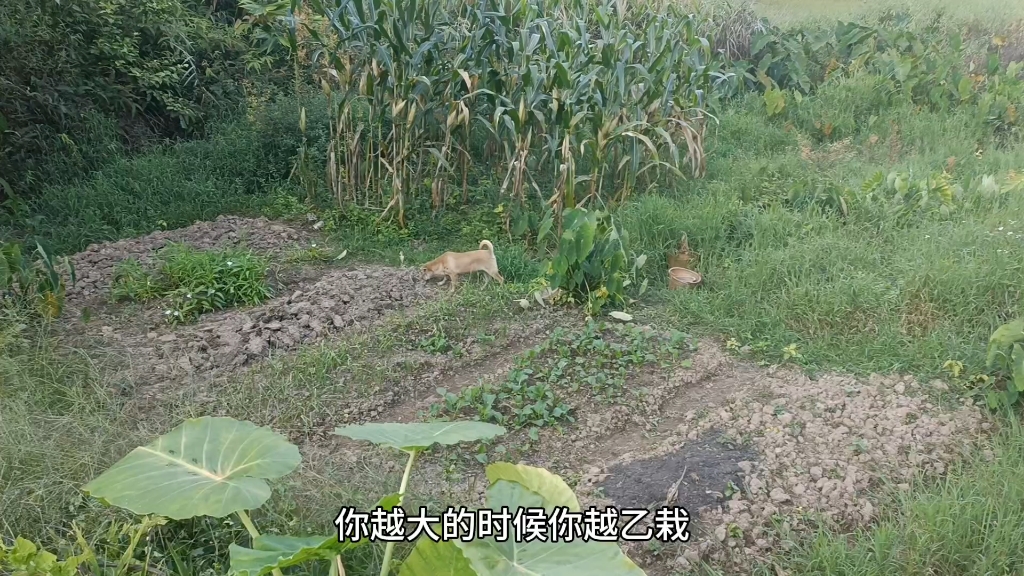 木瓜种植技术和方法,这是我种了三年木瓜总结出来的经验,木瓜不耐冷不适合种植,种植坚果可以哔哩哔哩bilibili