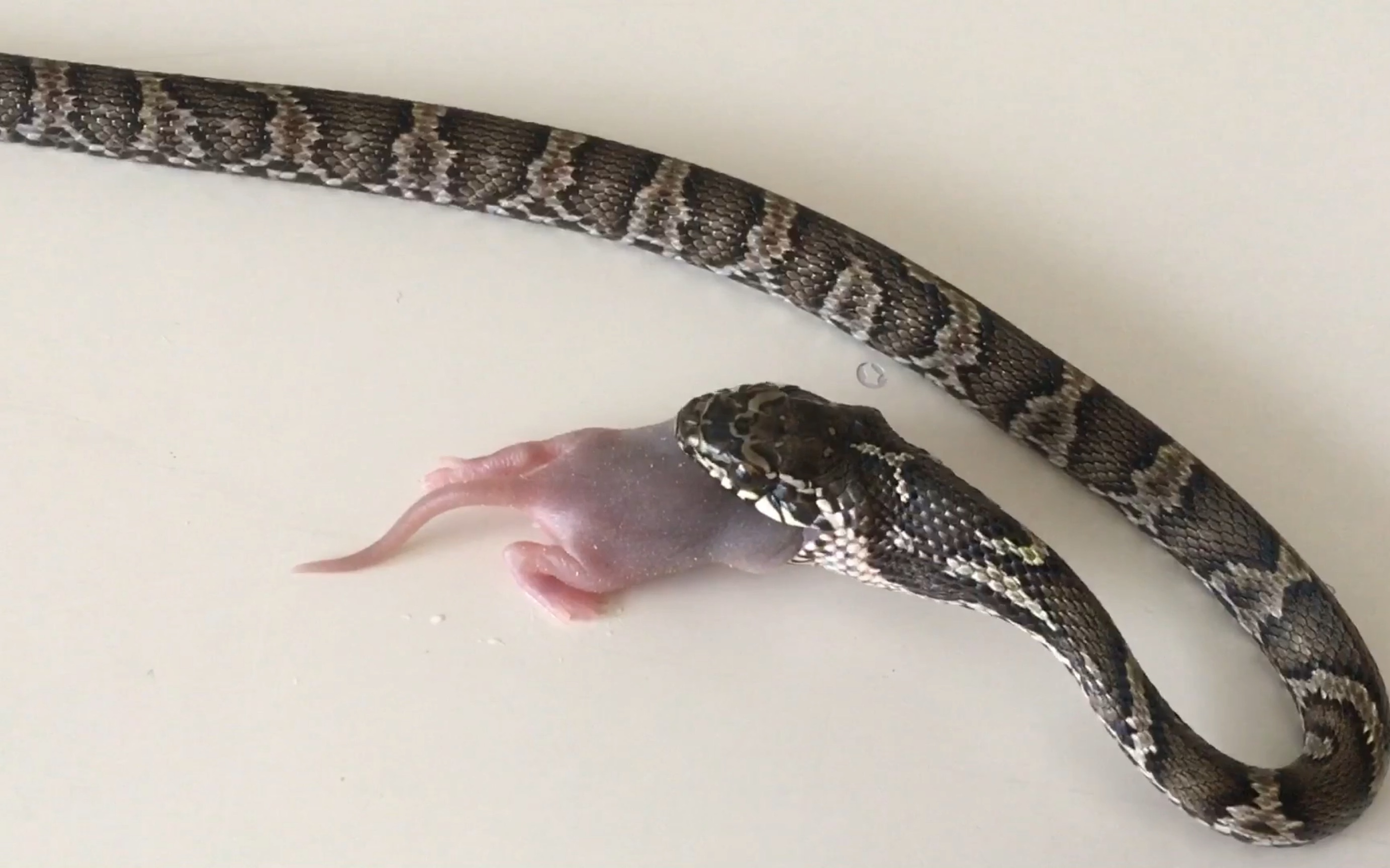 【喂食】(喂活鼠请慎点) 棕黑们的第一次喂食,不太会绞杀_哔哩哔哩