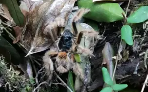 下载视频: 白天游荡在外的智利山猫捕鸟蛛，温带雨林里很潮湿的栖息环境